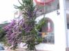studio-apartman Dora- Hvar - Zastražišće